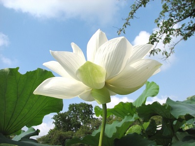 彼岸蓮の花白