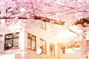 桜校舎