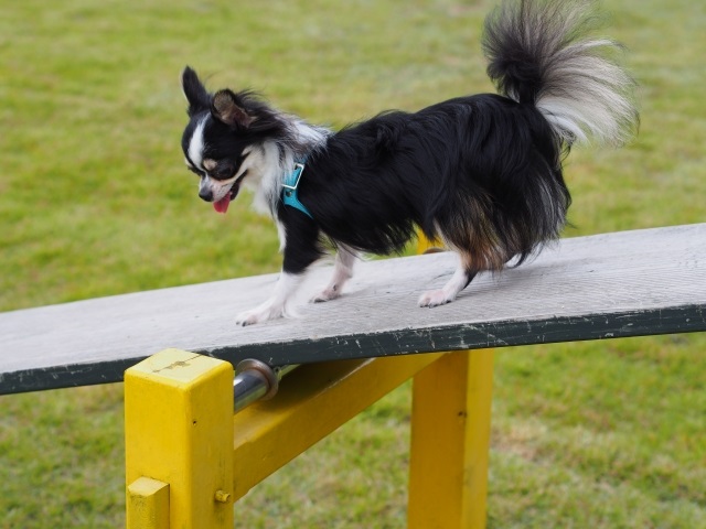シーソーに乗る犬